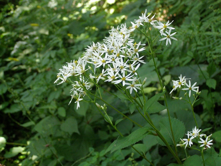 シラヤマギク 函館山に咲く 野の花